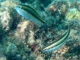 Stethojulis notialis Southern wrasse New Caledonia small groups over algal rubble