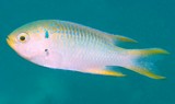 Neopomacentrus nemurus Coral demoiselle New Caledonia fish identification lagoon
