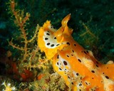 Nudibranch oman sea diving yellow wihte black spot plocamopherus margaretae