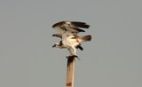 Pandion haliaetus Osprey Birds in UAE Abu Dhabi United Arab Emirates
