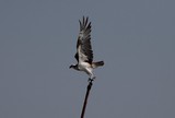 Pandion haliaetus Osprey Abu Dhabi Lulu Island United Arab Emirates
