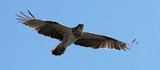 Pandion cristatus Eastern osprey raptor New Caledonia bird