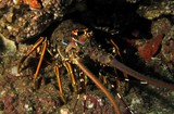Scalloped spiny lobster oman diving musandam indian ocean