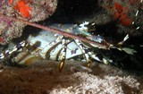 Panulirus ornatus coral lobster new caledonia lagoon diving underwater picture diving picture langouste corail Nouvelle-Calédonie