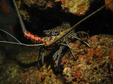 blue spiny lobster - Oman Sea - Musandam - Octopus rock