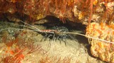 Lobster ready to cook - Damaniat Island - Oman Sea