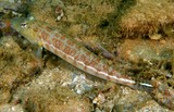 Parapercis xanthozona Peppered grubfish New Caledonia fish underwater marine fauna