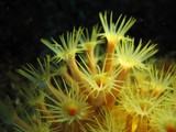 Parazoanthus axinellae jaune - Mediterranee - var - sec de sicié