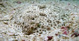  finless sole - Oman sea - Mussandam - pearl island