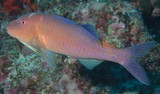 Parupeneus cyclostomus Blue goatfish fish New Caledonia Island lagoon