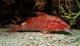 Cinnabar goatfish - oman sea - mussandam