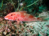 Cinnabar goatfish - Oman sea, Pearl Island