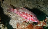 Redspot Goatfish - Oman sea - Ras Lima