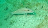 Pearly goatfish - Oman sea - Ras lima
