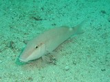 Barbet Perle - Mer d'Oman