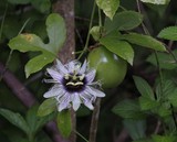 Fruit de la passion Passiflora edulis Moorea Polyn"sie Française Tahiti jolie fleur pourpre