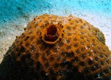 Euretaster insignis striking sea star New Caledonia starfish lagoon