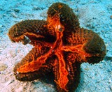 Euretaster insignis starfish New Caledonia aquarium reef lagoon