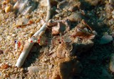 Crevette transparente Mer d'Oman glass shrimps oman sea musandam diving north ormuz strait 