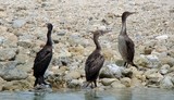 Phalacrocorax nigrogularis Cormoran sous le soleil des Emirats Arabes Unis Abou Dabi