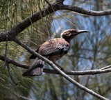 Philemon diemenensis Grive Oiseau moine New Caledonian Friar-Bird