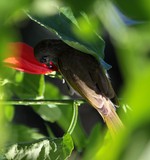 oiseau mangeur de fleur nouvelle-calédonie oiseau endémique grande terre