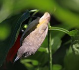 Grive perlée Couyouc Méliphage barré Barred Honeyeater nouvelle-calédonie oiseau endemique 