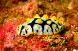 Phyllidia rueppelii  Musandam Oman nudibranch sea slug