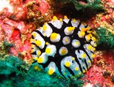 Phyllidia rueppelii Nudibranchia Oman sea Mussandam Pearl Island