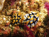 Phyllidia rueppelii golfe d’Oman Nudibranche limace de mer