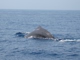 Cachalot Méditerranée Cachalote spermaceti odontocète