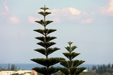 Pin colonnaire Nouvelle-Calédonie New Caledonia pine tree endemiq
