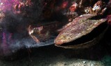 reproduction huitre emission gamète oman musandam diving oyster 