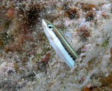 Plagiotremus tapeinosoma Blennie à dents acérées poisson Nouvelle-Caledonie