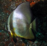 Platax orbicularis Circular spadefish Oman sea Mussandam Body orbicular and strongly compressed
