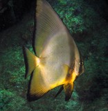 Platax orbicularis Circular batfish Oman sea Mussandam Lima rock north