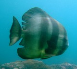Platax teira Tall fin batfish Lima Rock South Musandam peninsula Sultanate of Oman