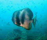 Platax teira poisson chauve-souris Lima rock sud Sultanat d'Oman