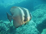 Platax teira Pesce pipistrello pinna lunga Lima Rock sud Oman diving