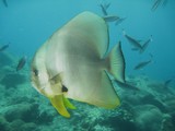 Platax teira Longfin spadefish Fish sultanate of Oman