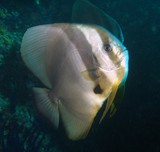 Platax teira Round faced batfish Oman Sea Musandam