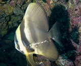 Platax teira Tall fin batfish Oman sea Mussandam Lima rock north