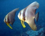 Platax teira Platax à longues nageoires Mer d'Oman
