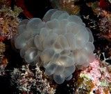Plerogyra sinuosa Rounded bubblegum coral New Caledonia diving underwater biodiversity