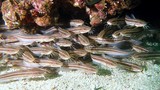 Plotosus lineatus Poisson-chat de mer rayé mer Oman