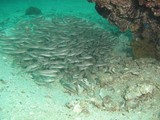 Plotosus lineatus Striped eel catfish Sultanate of Oman