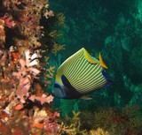 Pomacanthus imperator Emperor angelfish scavenger Daymaniat Island Oman Sea