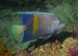 Angel Fish - Oman Sea