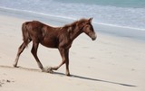 Poulain sur la plage Fidji Randonnée équestre Equus ferus caballus Cheval