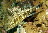 Epinephelus areolatus Areolate grouper New Caledonia stress phase fish